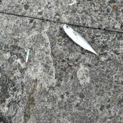 アジはあまり回遊なし