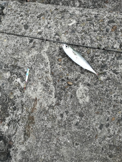 アジはあまり回遊なし