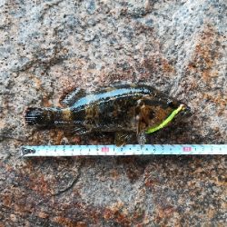 でかいタケノコ