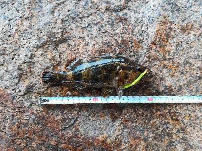 でかいタケノコ