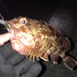 ボトムワインド