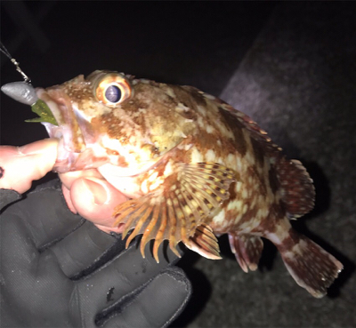 ボトムワインド