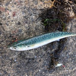 サバマイワシウルメイワシ