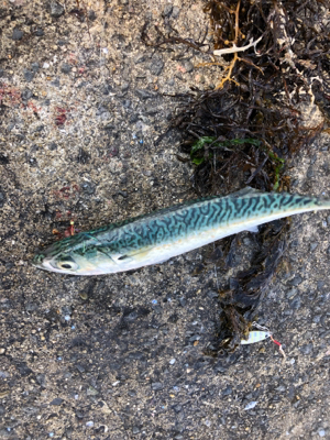 サバマイワシウルメイワシ