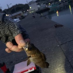 一年ぶりのサイズ!