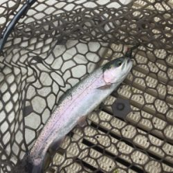 エリアトラウト