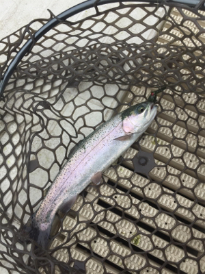 エリアトラウト