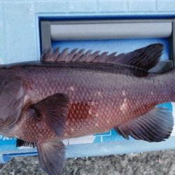 朝活コブダイチャレンジ