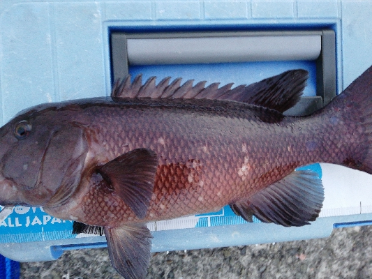 朝活コブダイチャレンジ