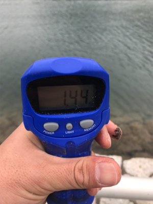 久しぶりのヤエン