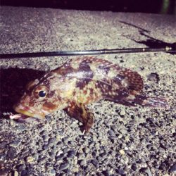 悪条件の中のメバリング