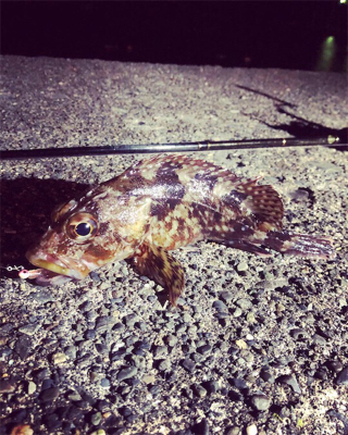 悪条件の中のメバリング