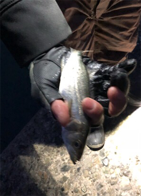 超爆風夕マズメライトゲーム