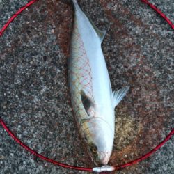 青物祭り開催中