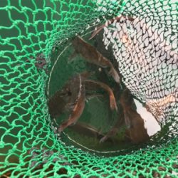 久しぶりの好釣果