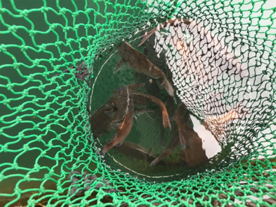 久しぶりの好釣果