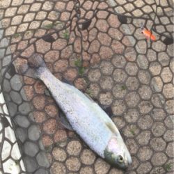 エリアトラウト