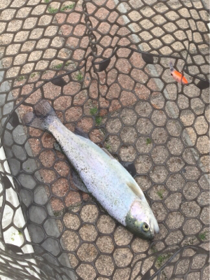 エリアトラウト