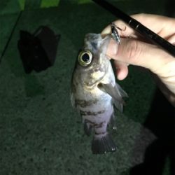 メバル探し。