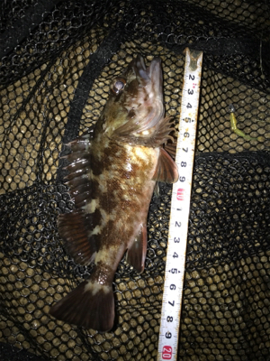 安定のガシリング(^^)