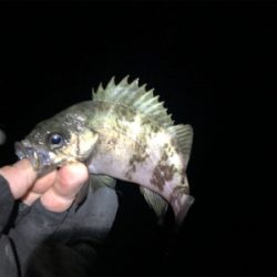 爆!? 泉南メバリング