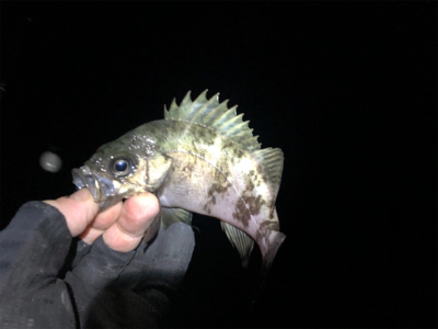 爆!? 泉南メバリング