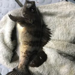 メバル  夜  サビキ  リタックル