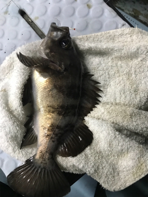 メバル  夜  サビキ  リタックル