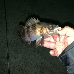 うーん アジング