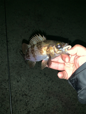 うーん アジング