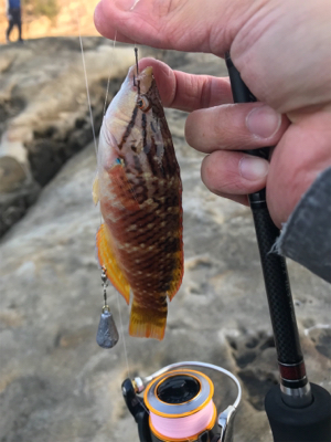 ポカポカ陽気で五目釣り