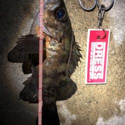 こましなメバル