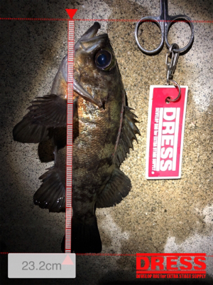 こましなメバル