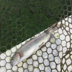 エリアトラウト