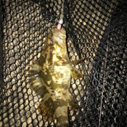 癒しのガッシーとタケノコ(^^)