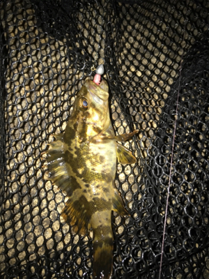 癒しのガッシーとタケノコ(^^)