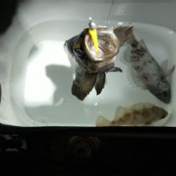 潮探してメバル