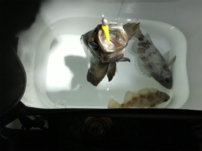 潮探してメバル