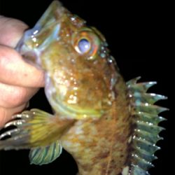 干潮遠投メバリング