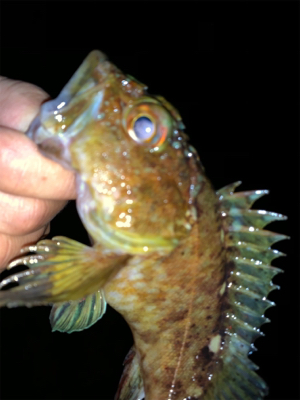 干潮遠投メバリング