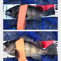 メバリング絶好調！