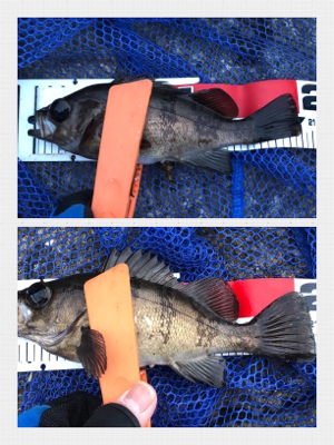 メバリング絶好調！