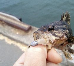 2019年3月28日釣行in御笠川河口