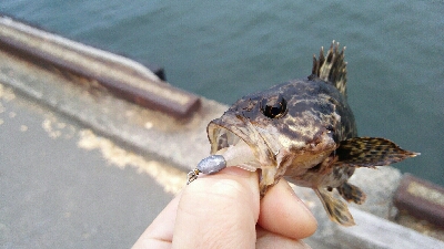 2019年3月28日釣行in御笠川河口