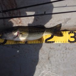 早春のバスフィッシング