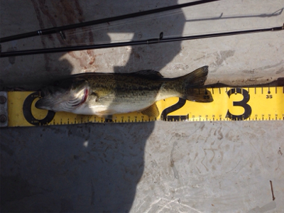 早春のバスフィッシング