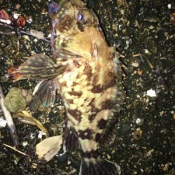 タケノコメバルパレード