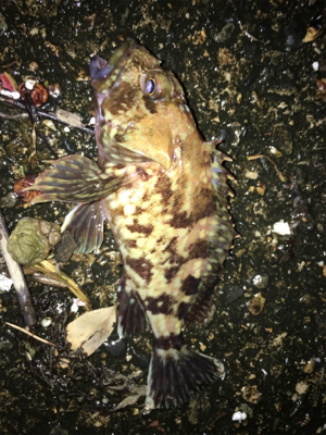 タケノコメバルパレード