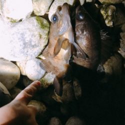 3歳初メバル！！