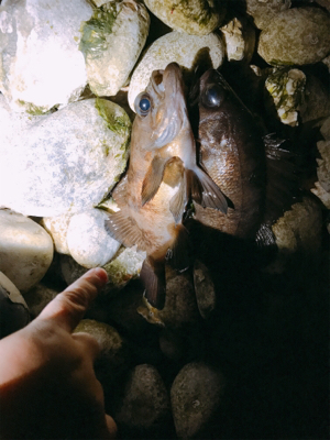 3歳初メバル！！